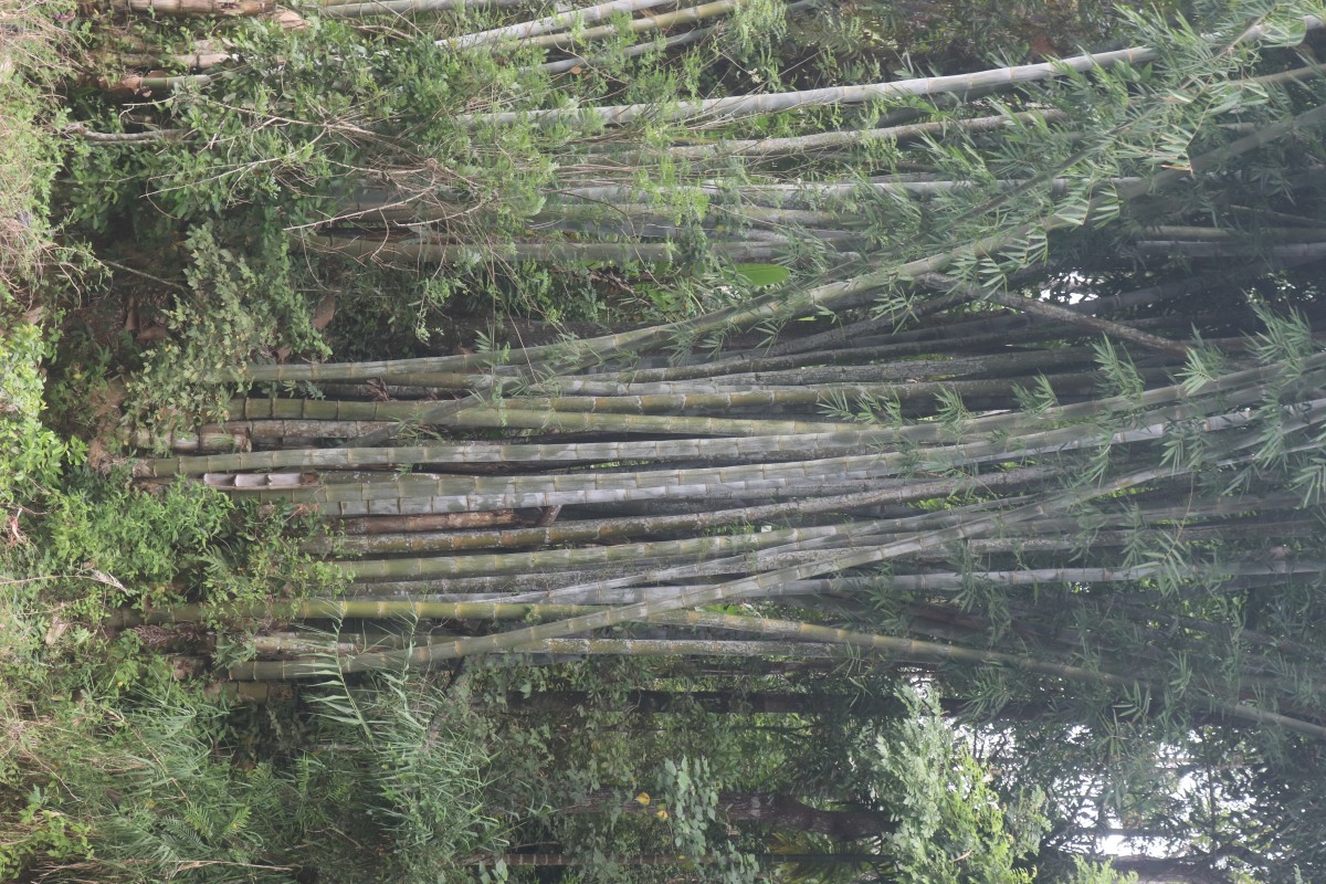 Dendrocalamus giganteus Munro